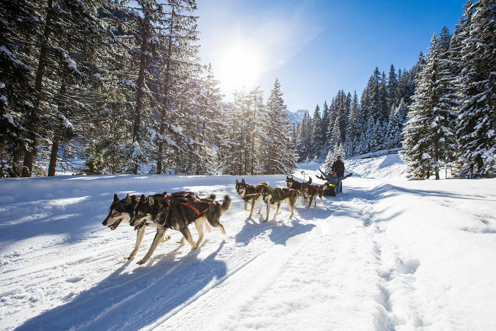 Uma matilha de huskies puxando um trenó por uma trilha na floresta sob o sol de inverno